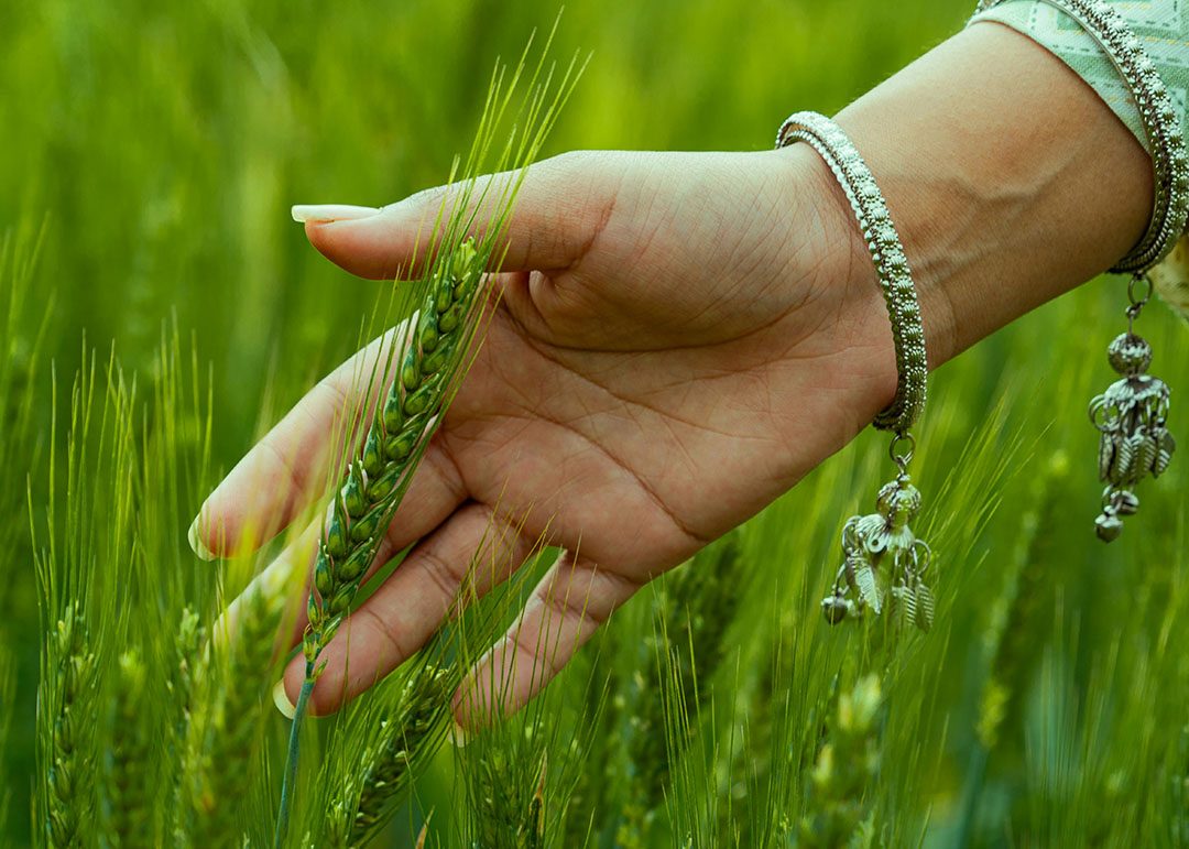 mindfullness skills with five senses